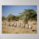 Search for migrating posters Nature