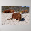 Search for island pony posters Beach