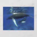 Search for vertebrates postcards Animal