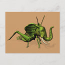 Search for green grasshopper postcards Cricket