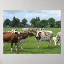Search for dairy cow posters Landscape