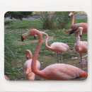 Search for flamingoes mousepads Bird