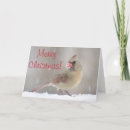Search for cardinal photo christmas cards Winter bird