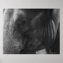 Search for black and white elephant posters Photography