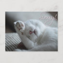 Search for funny animal postcards Animals