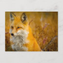 Search for wild fox postcards Forest