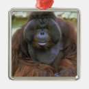 Search for close up view christmas tree decorations Usa