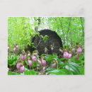 Search for lady slipper orchid postcards Botanical