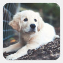 Search for labrador image gift wrap Horizontal