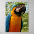 Search for jungle animal posters Rain