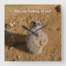 Search for meerkat art Photography