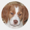 Search for brittany stickers Puppy