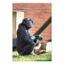 Search for wild apes art Primates