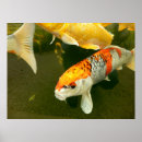 Search for koi fish posters Gold