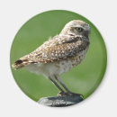 Search for burrowing magnets Athene cunicularia
