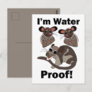 Search for funny possum postcards Wildlife