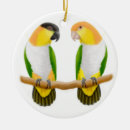 Search for caique Parrots