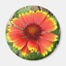 Search for blankets magnets Nature