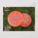 Search for red mushrooms postcards Toadstool