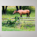 Search for mountain horse posters Stallion
