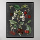 Search for botanical study posters Fruits