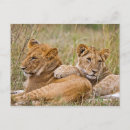 Search for lion cub postcards Cubs