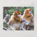 Search for monkey photos postcards Edangered species