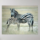 Search for african art posters Mammal