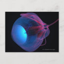 Search for eye muscles View