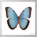 Search for blue morpho butterfly posters Animals