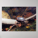 Search for turtles posters Endangered species