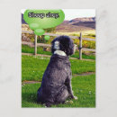 Search for comical sheep postcards Joke
