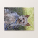 Search for yorkie puzzles Yorkshire terrier