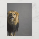 Search for roar postcards Wildlife