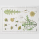 Search for dandelion tissue paper Decoupage