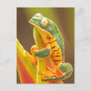 Search for monkey postcards Rainforest
