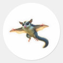 Search for the glider stickers Marsupial