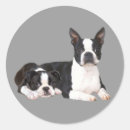 Search for bostons stickers Puppies