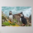 Search for puffin art Wild