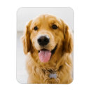 Search for golden retriever magnets Cute