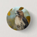 Search for red tail badges Red tailed hawk