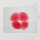 Search for fertilisation postcards Biology