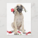 Search for admiration postcards Dog