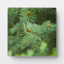 Search for christmas tree plaques Forest