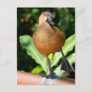 Search for whistling postcards Animal
