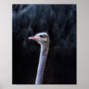 Search for ostrich posters Cute