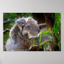 Search for koala bear posters Green