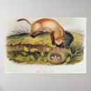 Search for ferret posters Wild