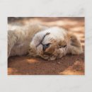 Search for this image postcards Funny