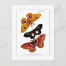 Search for moths postcards Vintage